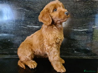 Cockapoo dogs - Advert 10