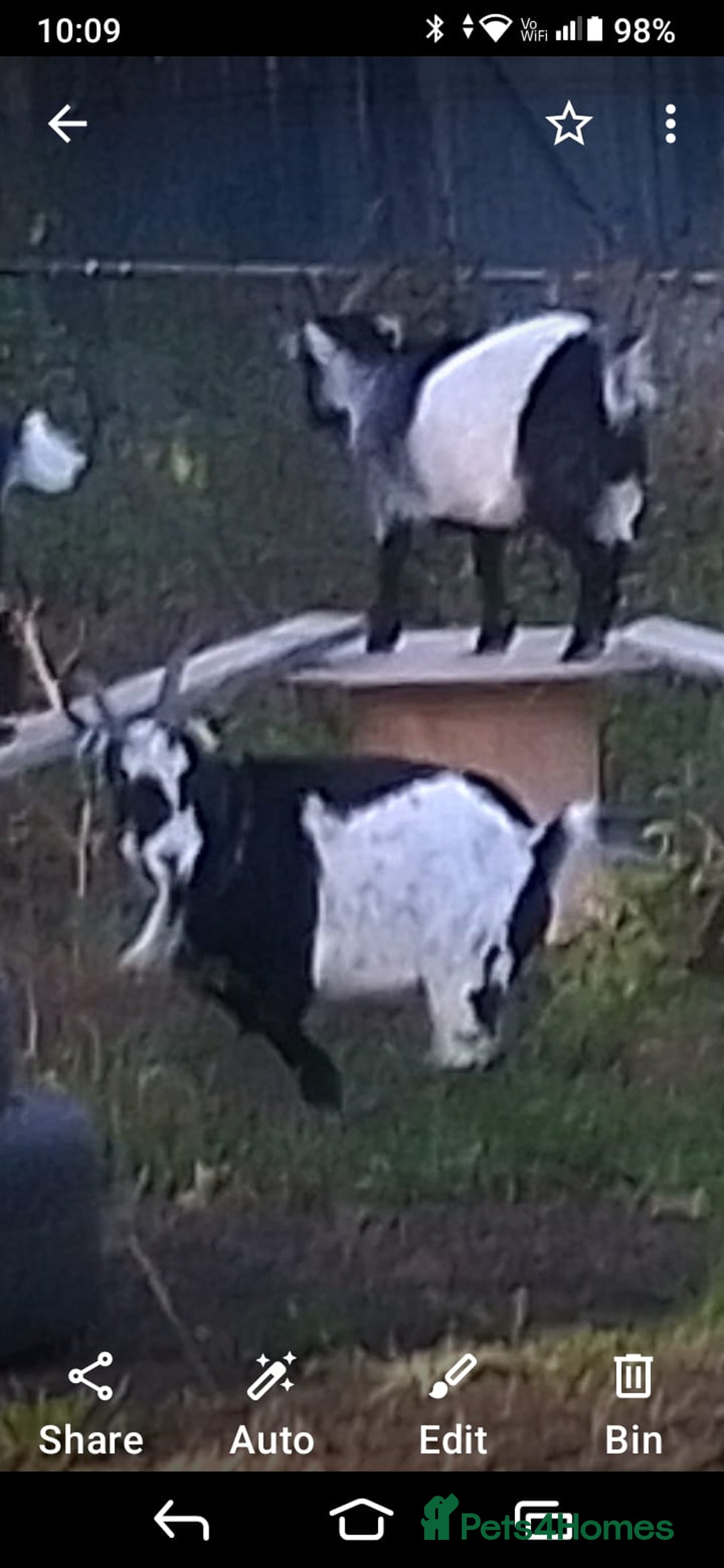 Goats livestock for sale: 2 Pygmys  - Image 3