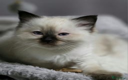 Ragdoll cats for sale: Ragdoll boys for new homes - Image 10