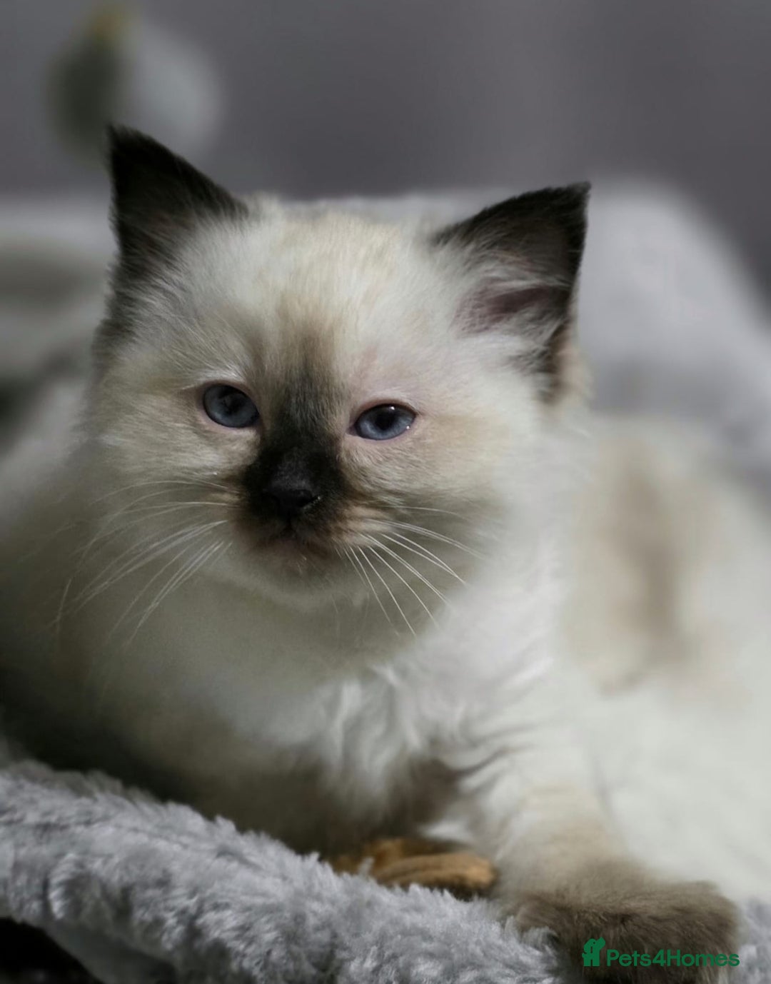 Ragdoll cats for sale: Ragdoll boys for new homes - Image 10
