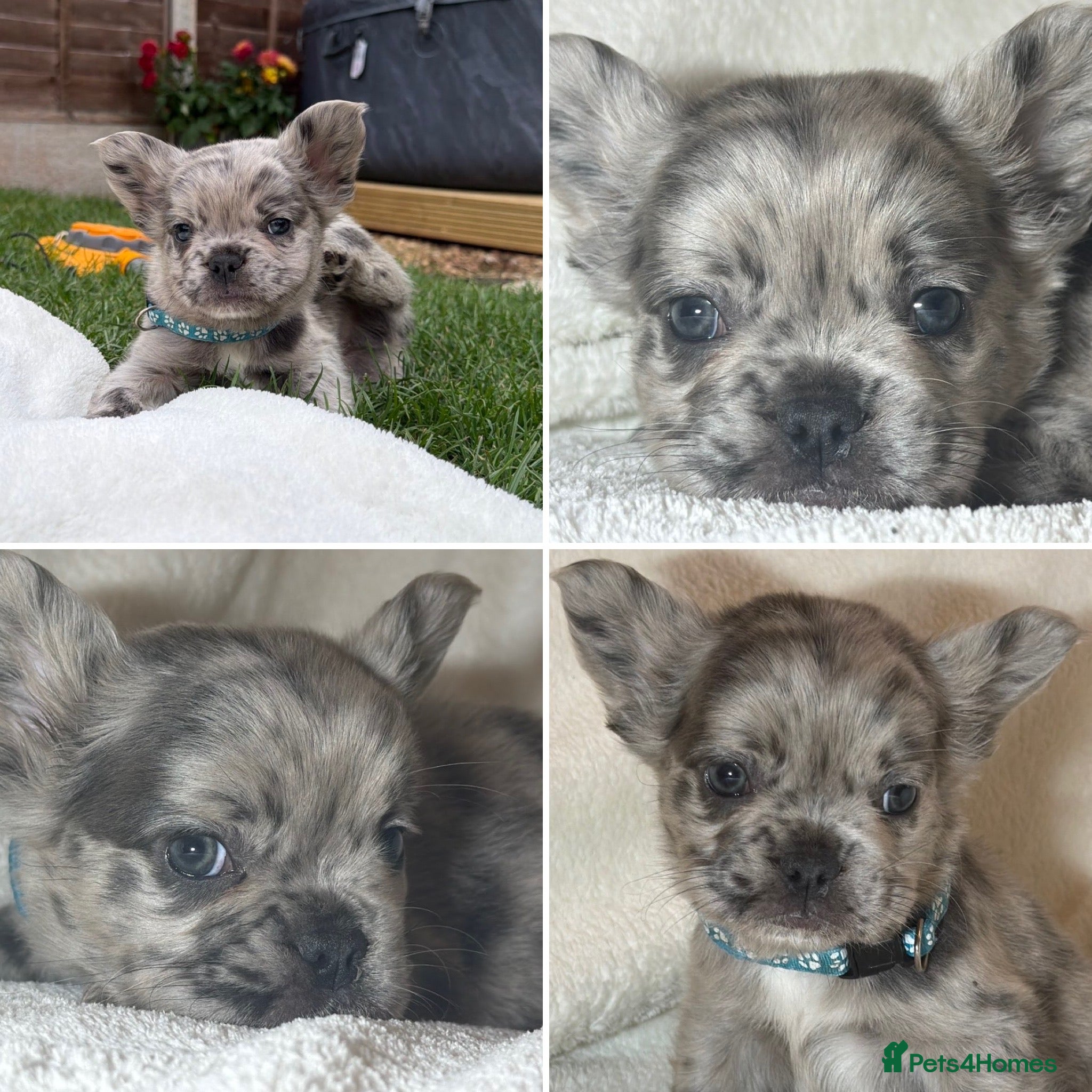 French Bulldog dogs Reduced 🫶🏽 DwKC reg French bull dogs  - Advert 1
