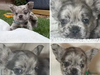 French Bulldog dogs Reduced 🫶🏽 DwKC French bulldogs - Advert 2