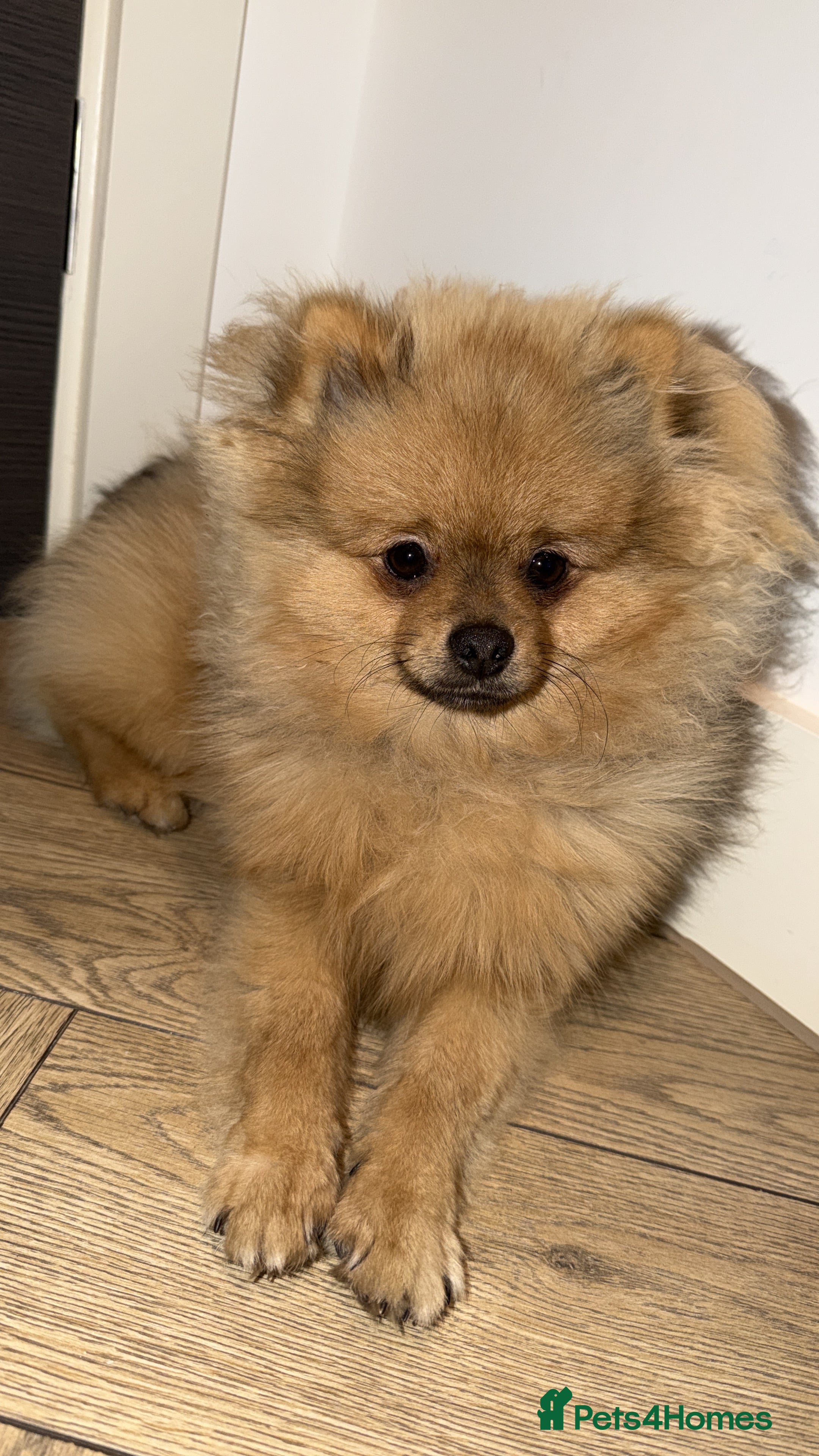 Pomeranian dogs Pomeranian puppy  - Advert 14