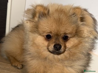 Pomeranian dogs Pomeranian puppy - Advert 1