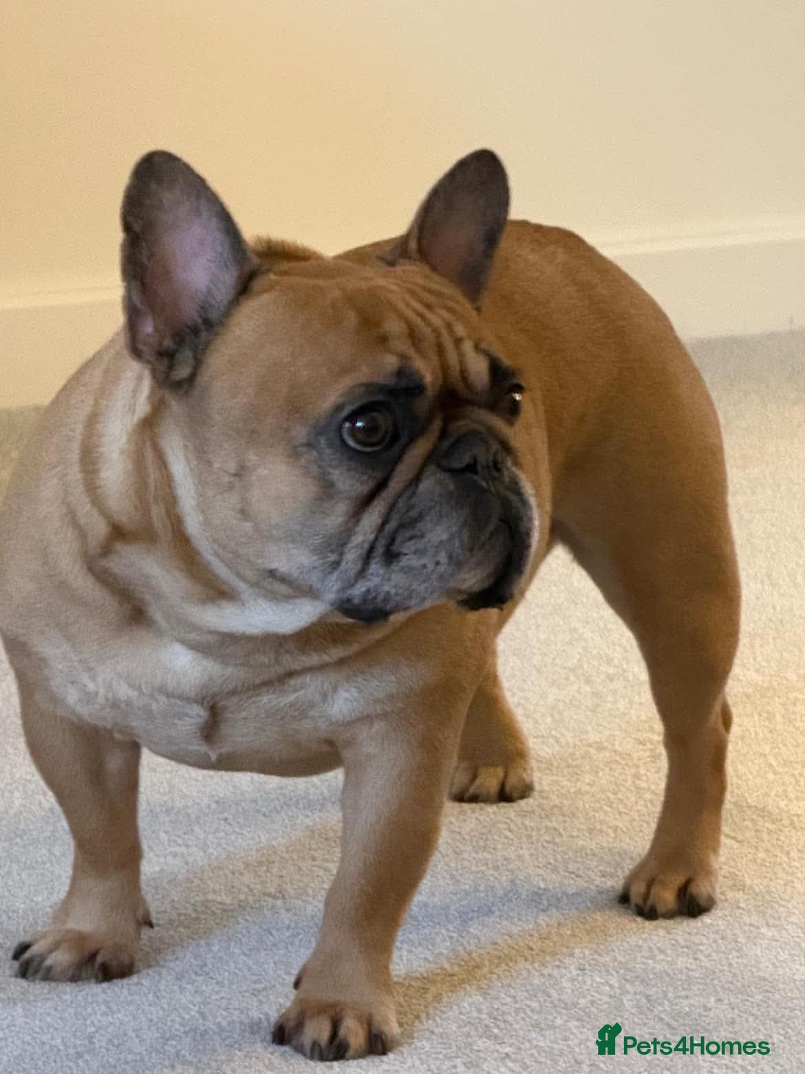 French Bulldog dogs MAX - Professional Napper Seeks Sofa 🐾 - Advert 1