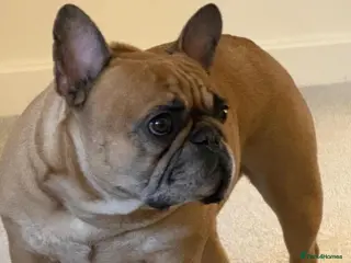 French Bulldog dogs MAX - Professional Napper Seeks Sofa 🐾 🐾 - Advert 1