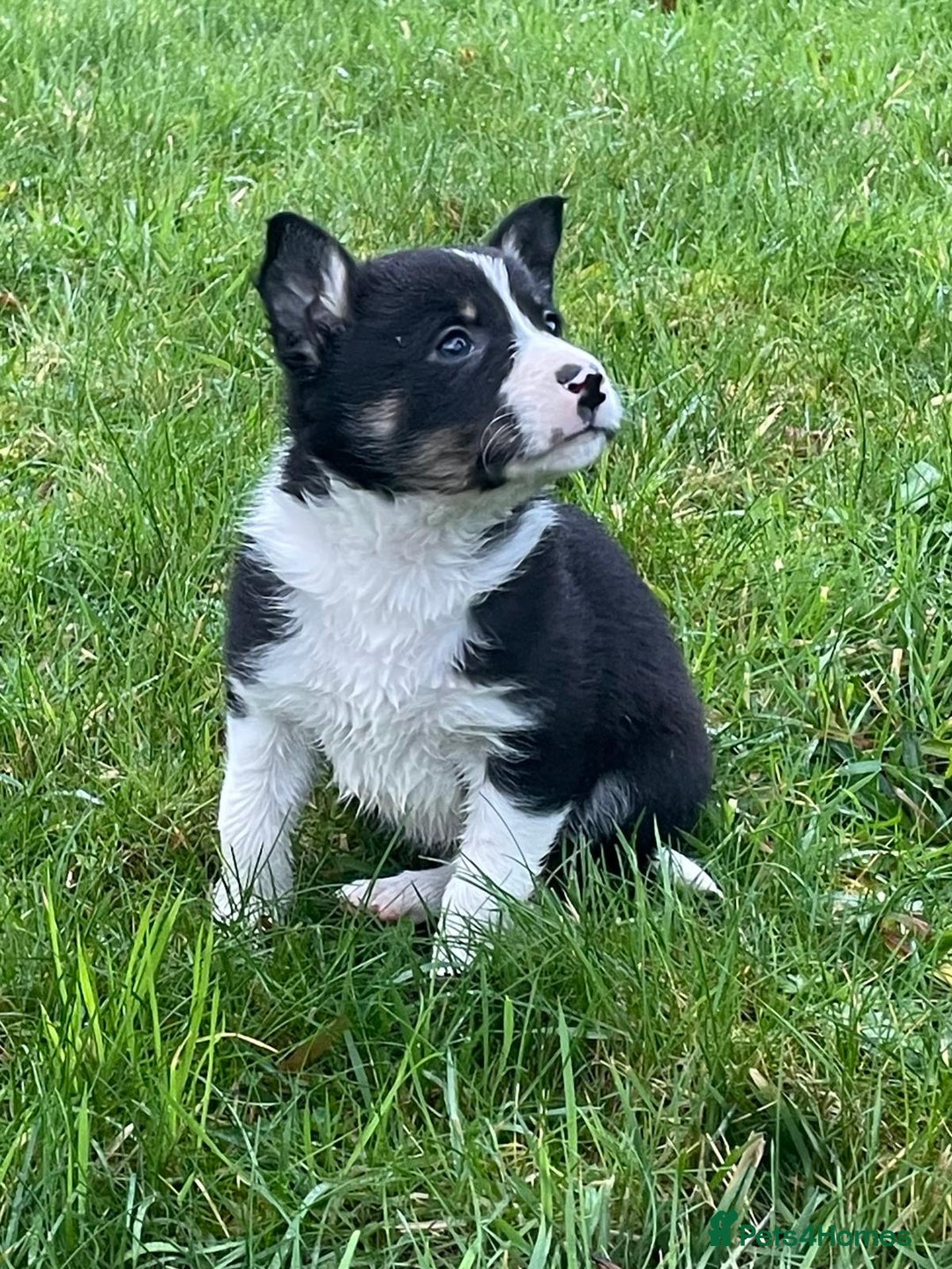 Border Collie dogs for sale: ISDS Border Collie Pups - Advert 9
