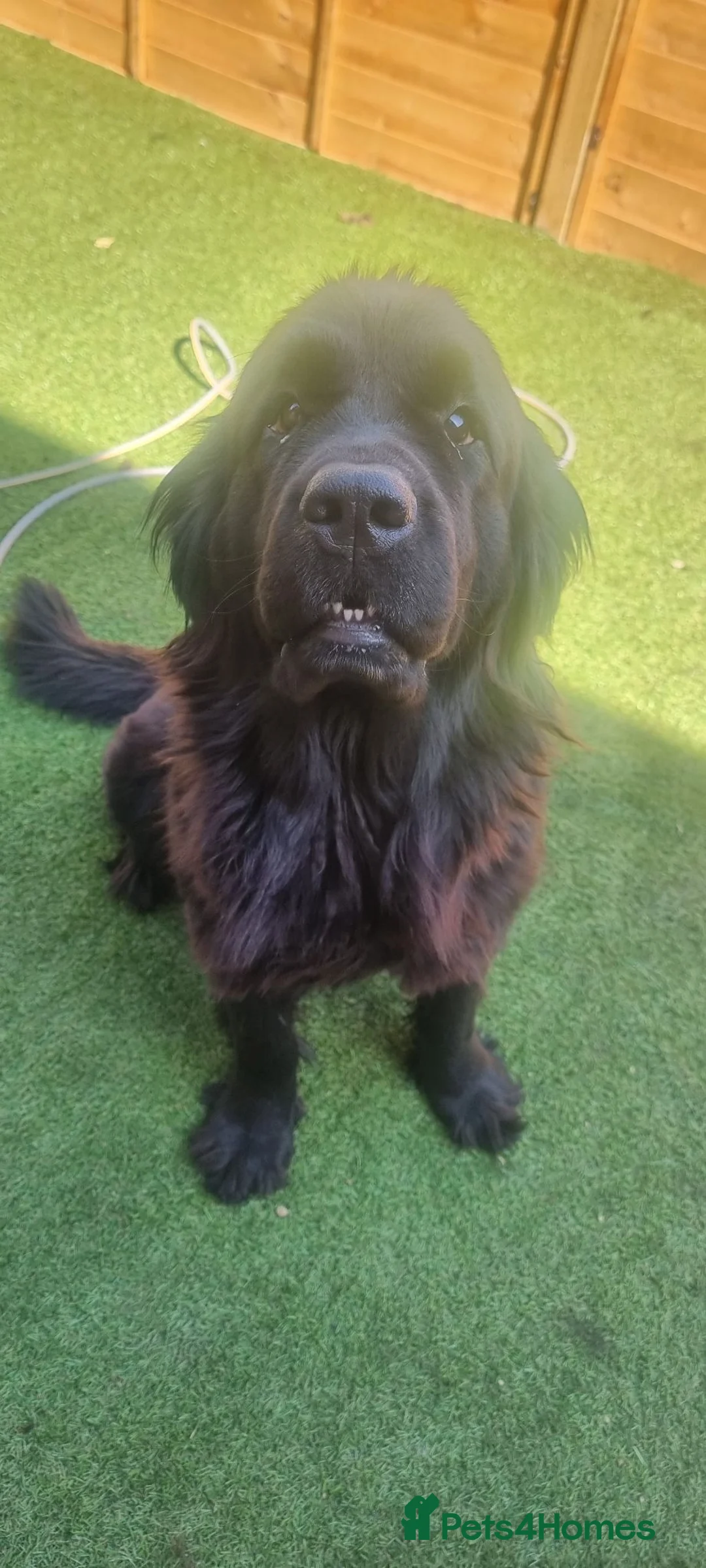 Newfoundland dogs for sale: Newfoundland for sale  - Advert 4