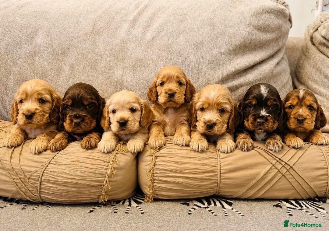 Cocker Spaniel dogs for sale: Show type KC registered cocker spaniels  - Advert 1
