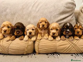 Cocker Spaniel dogs Show type KC registered cocker spaniels - Advert 1