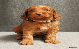 Mixed Breed dogs for sale: FULLY HEALTH TESTED FOX RED MINIATURE COCKAPOOS  - Image 1