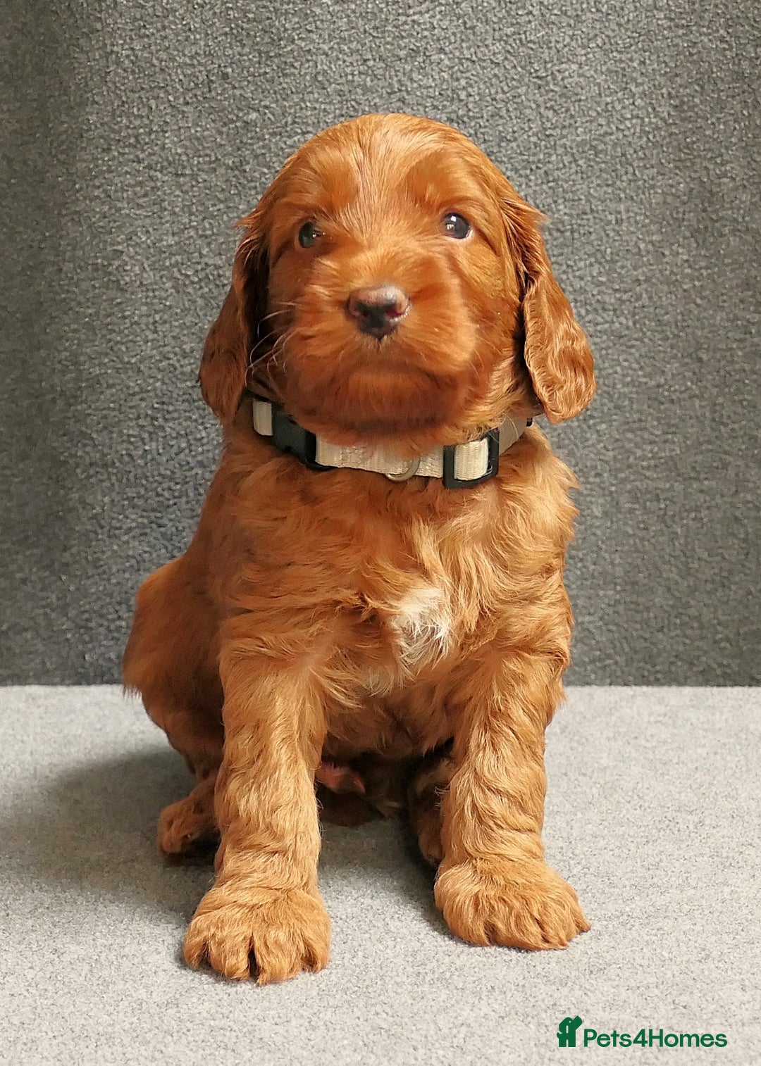 Mixed Breed dogs for sale: FULLY HEALTH TESTED FOX RED MINIATURE COCKAPOOS  - Image 1