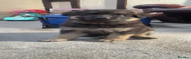 German Shepherd 2