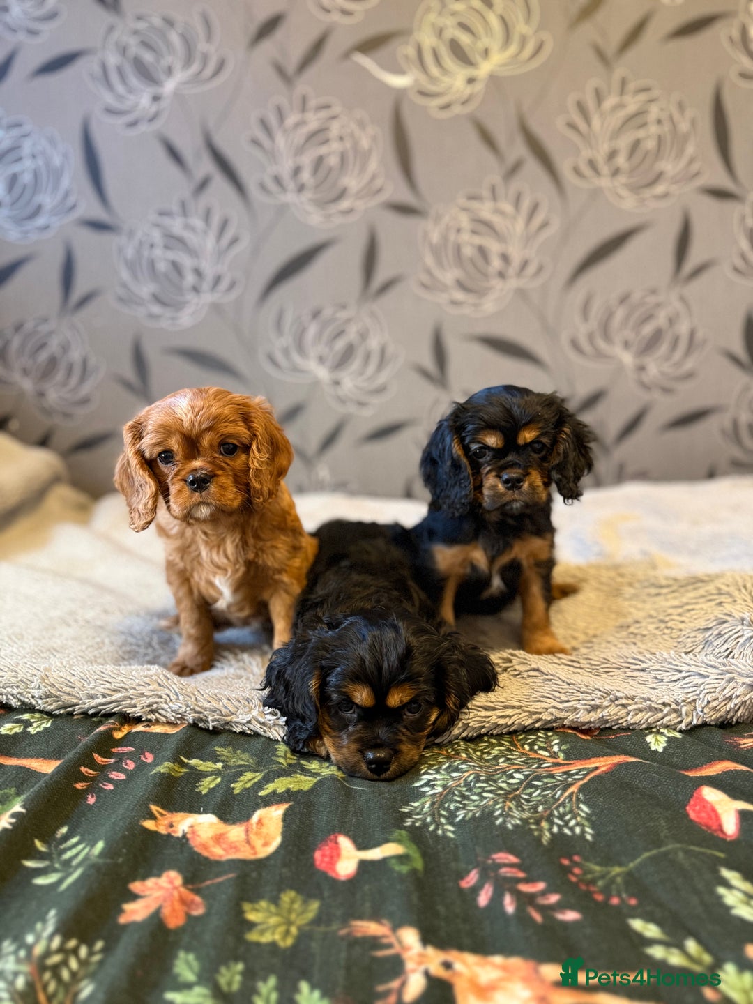 Cavalier King Charles Spaniel dogs for sale: Cavalier King Charles Spaniel - Advert 7