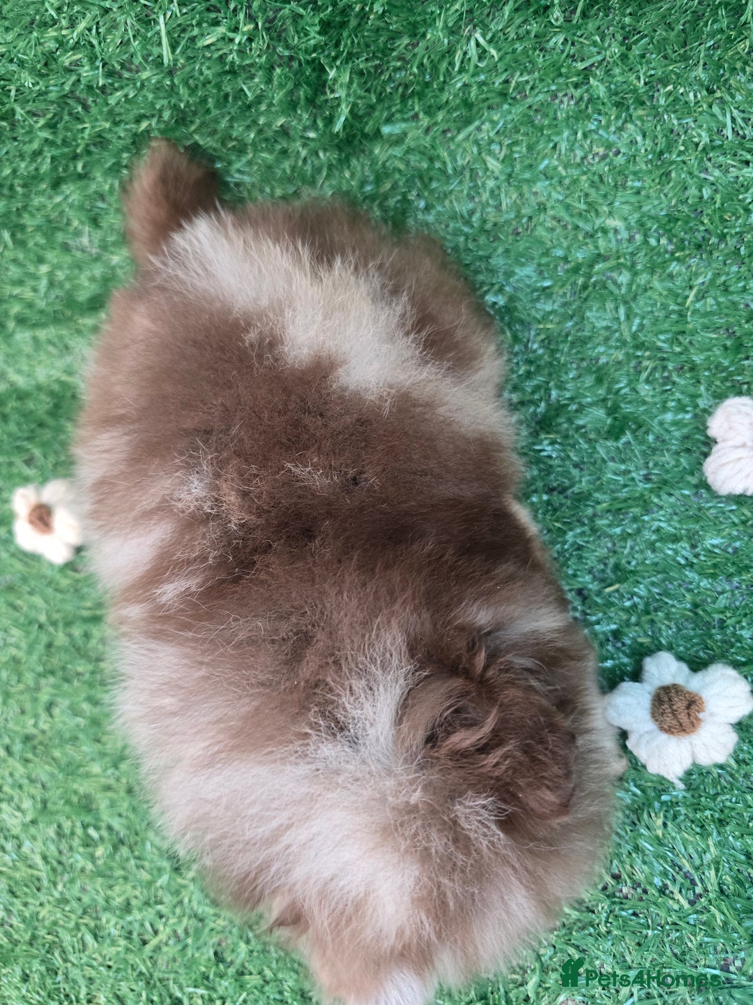 Pomeranian dogs for sale: 💜Lavender lilac chocolate merle exceptional poms - Advert 28