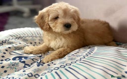 Cockapoo dogs for sale: Outstanding puppies  - Image 20