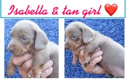 Miniature Dachshund dogs for sale: miniature dachshunds (health clear) - Image 3