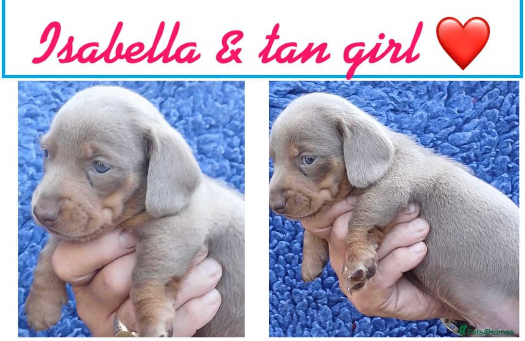 Miniature Dachshund dogs for sale: miniature dachshunds (health clear) - Image 3