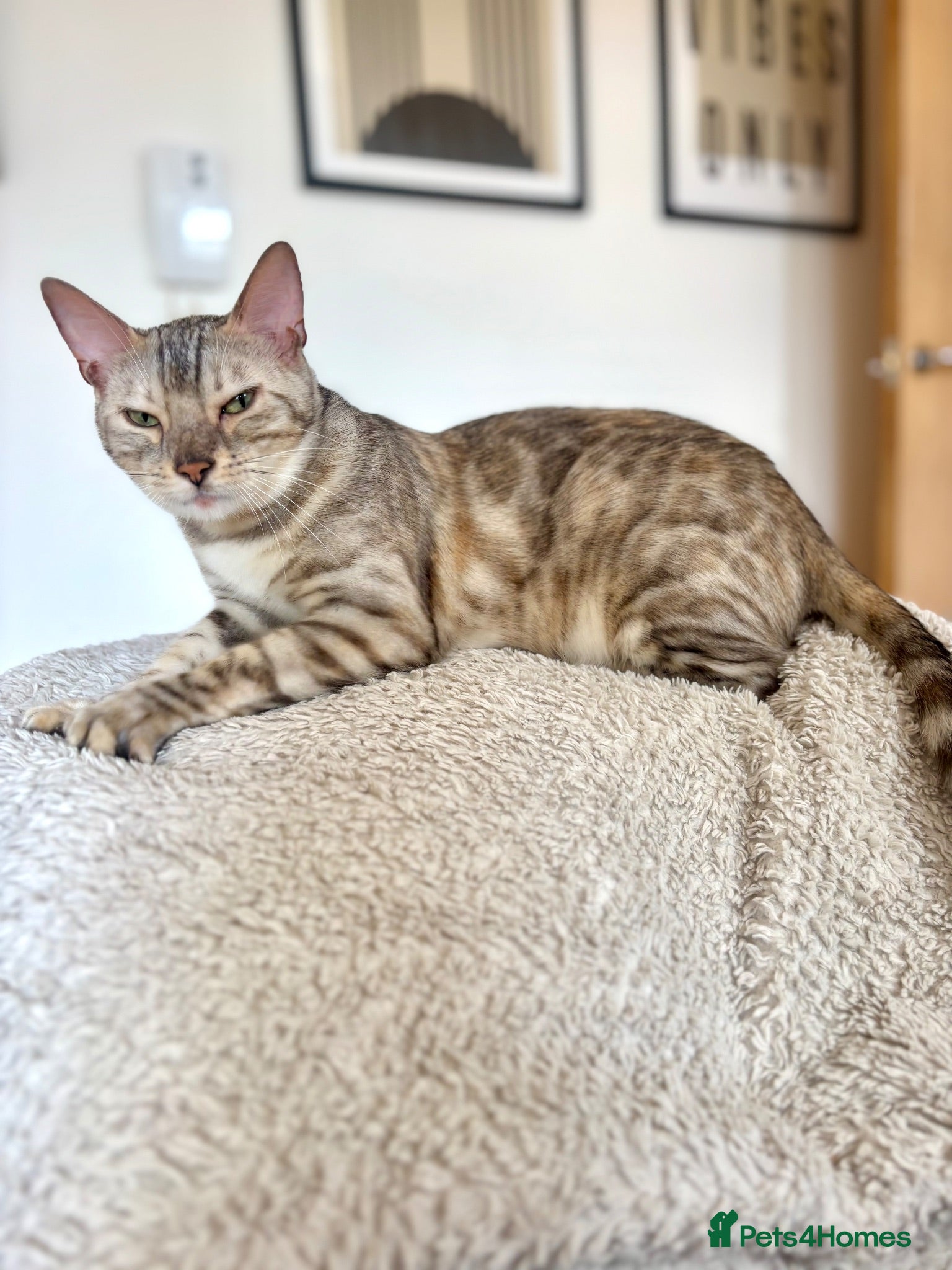 Bengal cats Beautiful Bengal girls  - Advert 3
