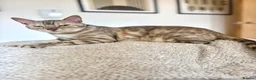 Bengal cats for sale: Beautiful Bengal girls  - Advert 4
