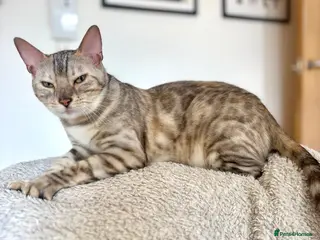 Bengal cats Beautiful Bengal girls - Advert 13