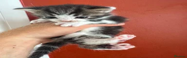 Mixed Breed 2