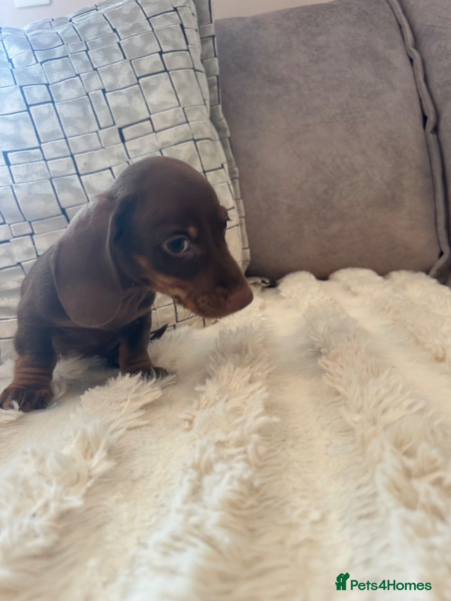 Miniature Dachshund dogs Miniature Dachshunds for sale  - Advert 5