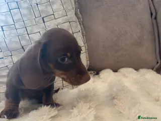 Miniature Dachshund dogs Miniature Dachshunds for sale - Advert 5