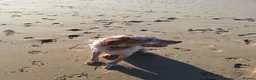 English Setter dogs for sale: Rare English Setter  in Great Yarmouth - Advert 4