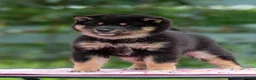 Japanese Shiba Inu dogs for sale: Elite Japanese Shiba Inu puppies, pure excellence - Advert 8