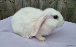 Mini Lop rabbits for sale: Gorgeous Mini Lop X French Bunnies Ready to Go! - Image 21