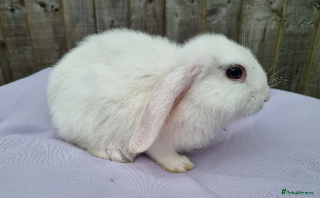 Mini Lop rabbits for sale: Gorgeous Mini Lop X French Bunnies Ready to Go! - Image 21