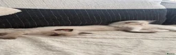 Ragdoll cats for sale: 5 males , 2 females  - Advert 17