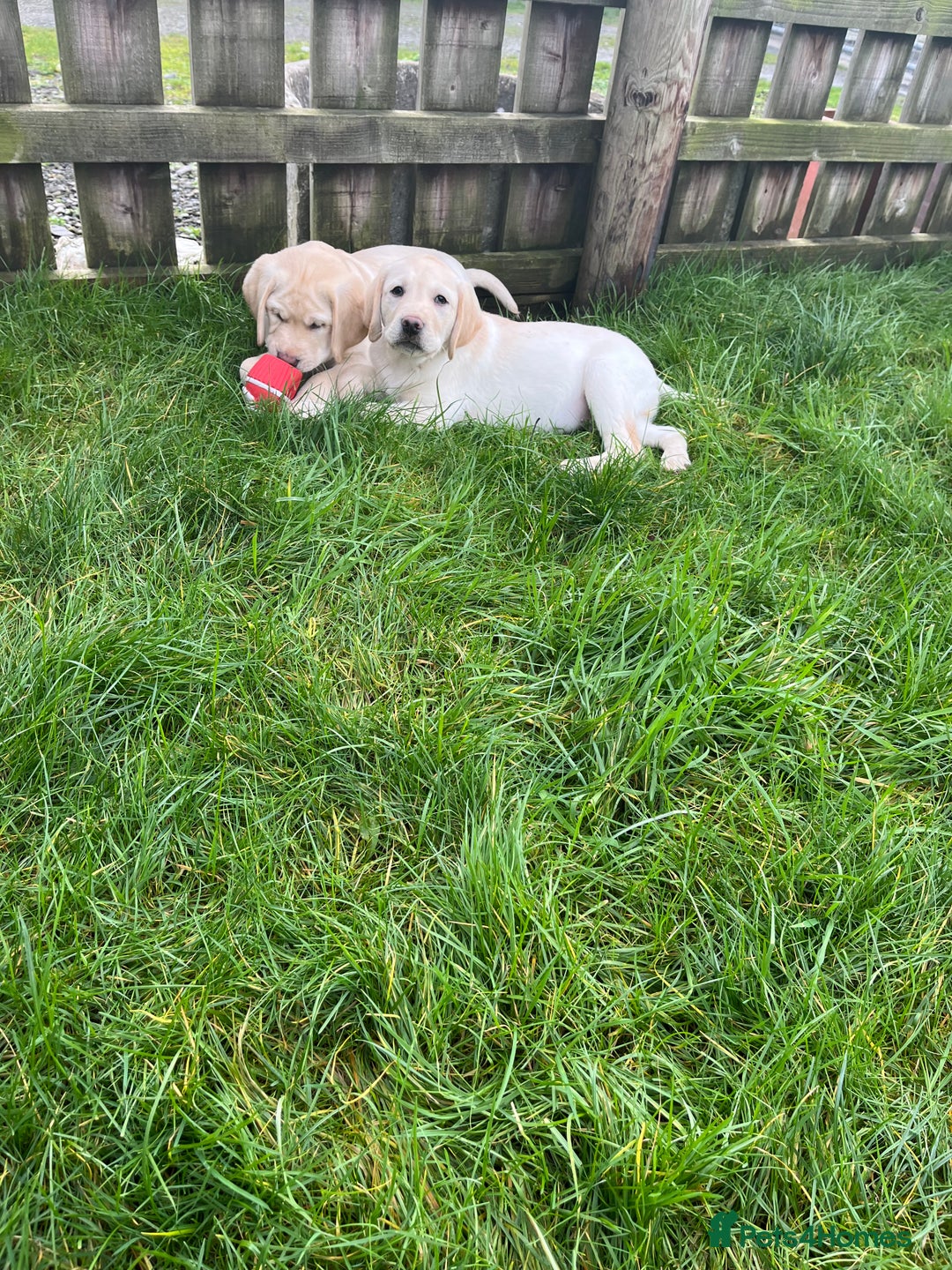 Labrador Retriever dogs for sale: Extensively health tested white chunky Labradors  - Advert 15