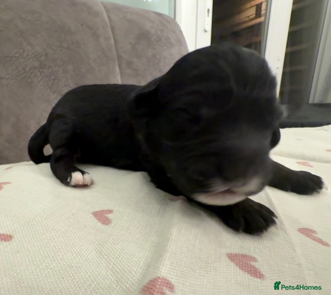Mixed Breed dogs for sale: Australian Labradoodle Pups. READY 30th October  - Image 18