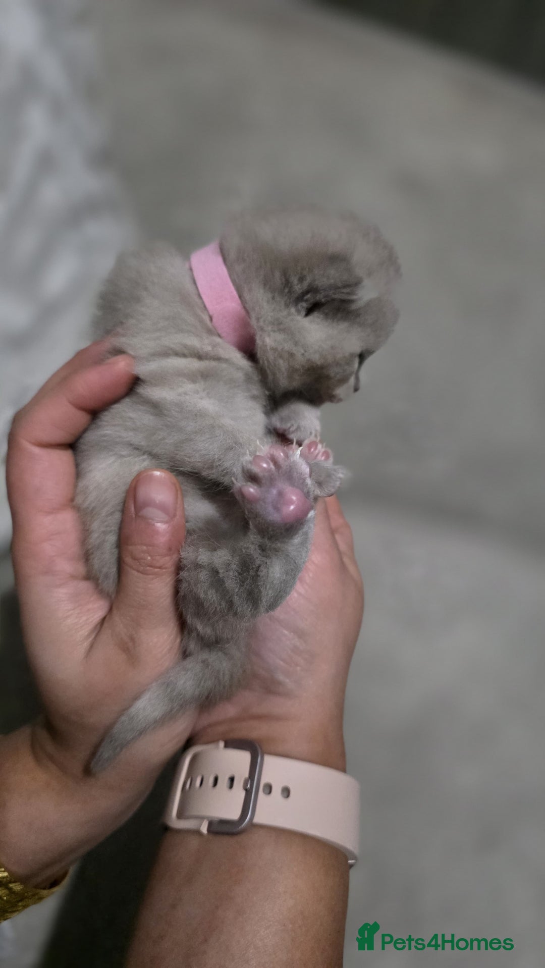 British Shorthair cats for sale: ** LAST ONE LEFT BLUE MALE British Shorthair ** - Advert 30