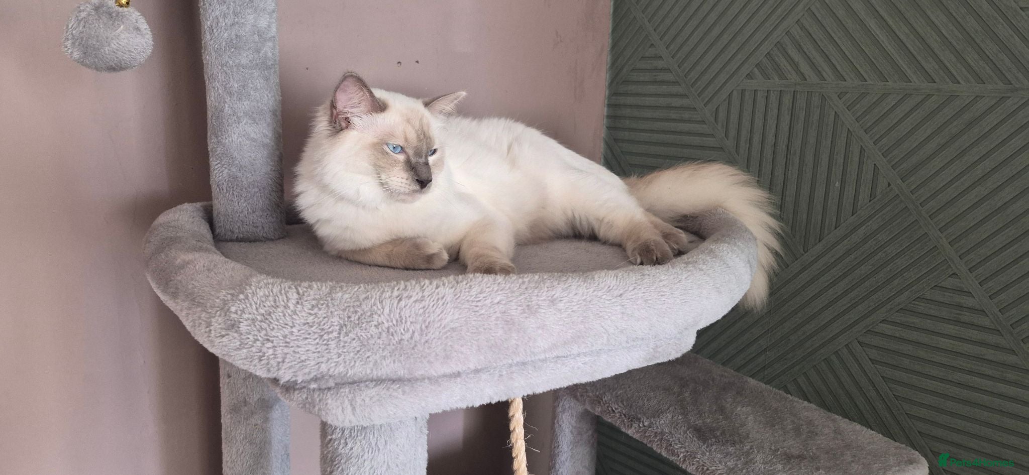 Ragdoll cats Male ragdoll for sale - Advert 4