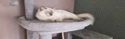 Ragdoll cats for sale: Male ragdoll for sale - Advert 1