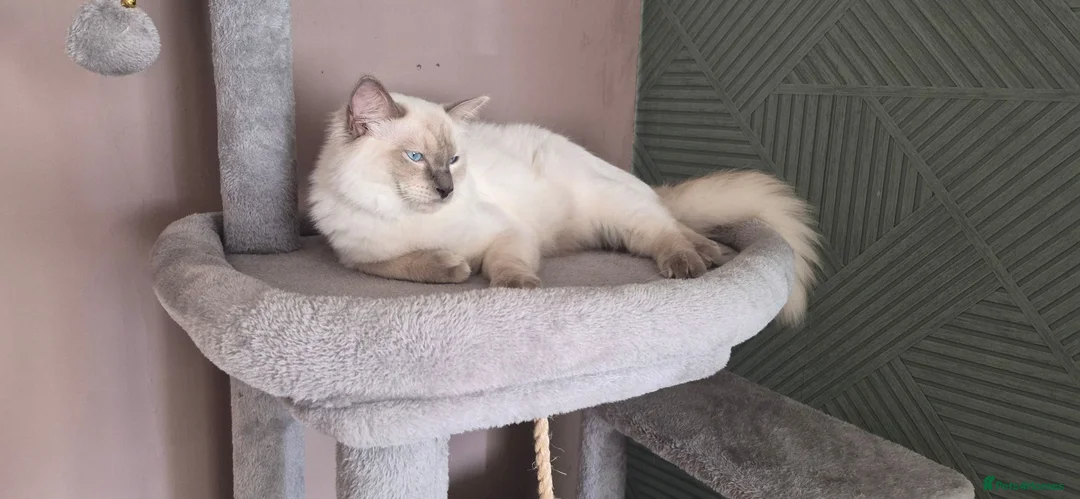 Ragdoll cats for sale: Male ragdoll for sale - Advert 1