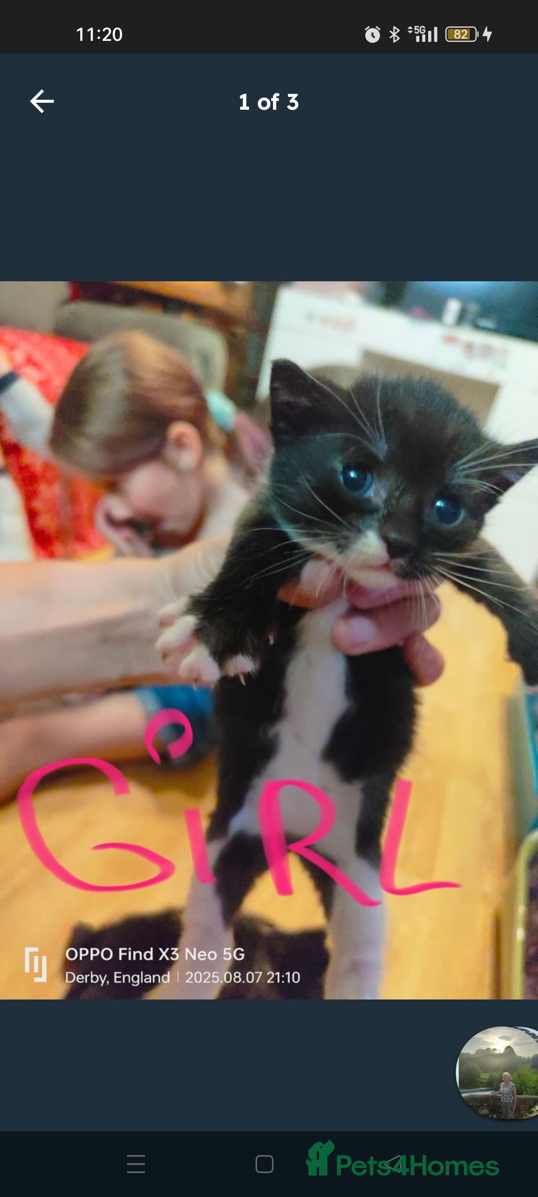 Mixed Breed cats for sale: Three beautiful kittens  - Image 2