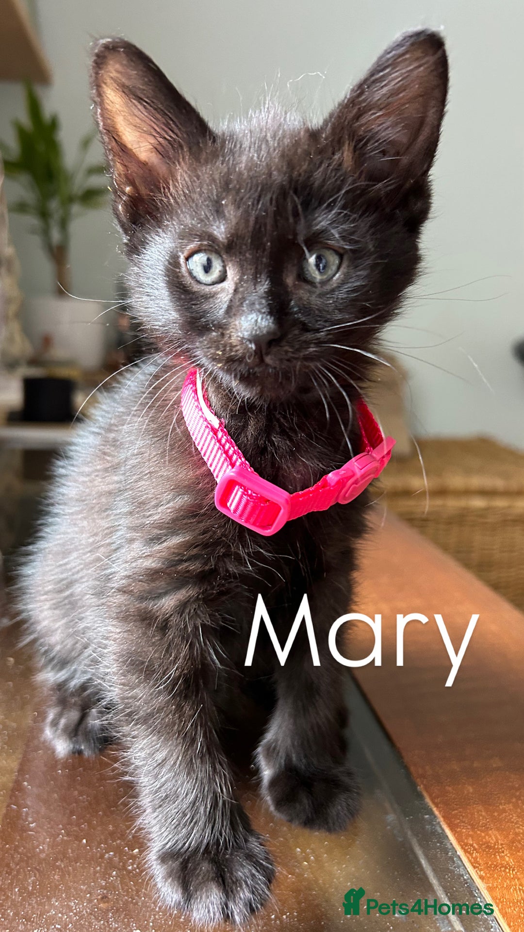 Mixed Breed cats for sale: 🐾 Adorable Kittens Looking for Loving Homes 🐾 - Image 2
