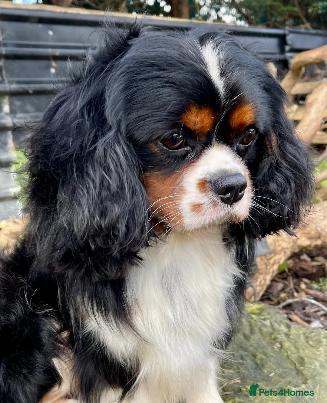 Cavapoo dogs for sale: Adorable baby girl Health tested Parents  - Advert 16