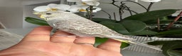 Budgerigars birds for sale: Hand Tame male crested baby budgie  - Advert 6
