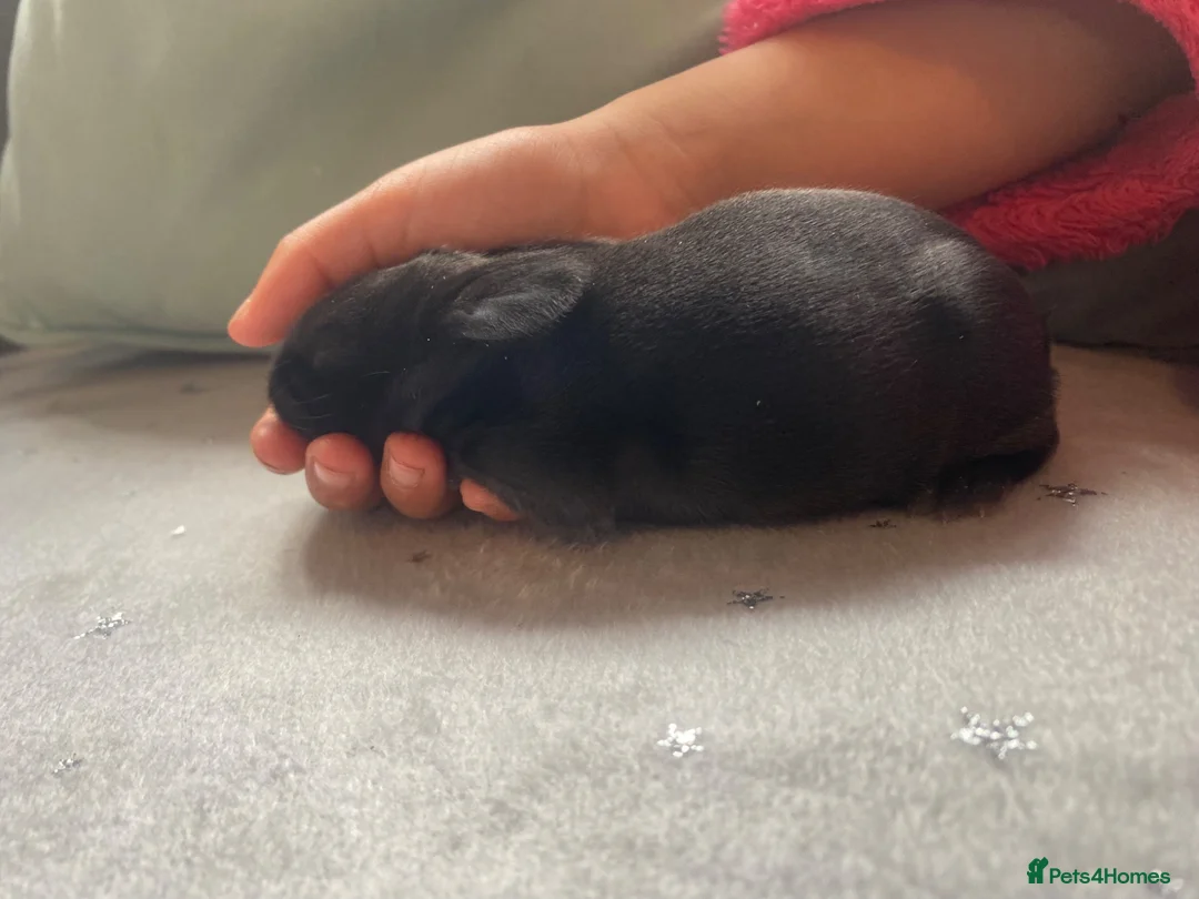 Mixed Breed rabbits for sale: Rabbits  - Advert 5
