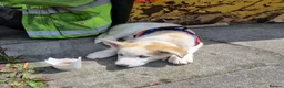 Shepsky dogs for sale: 3yr old shepsky in Rochdale - Advert 6