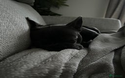 French Bulldog dogs for sale: Buddy Boy - Image 4