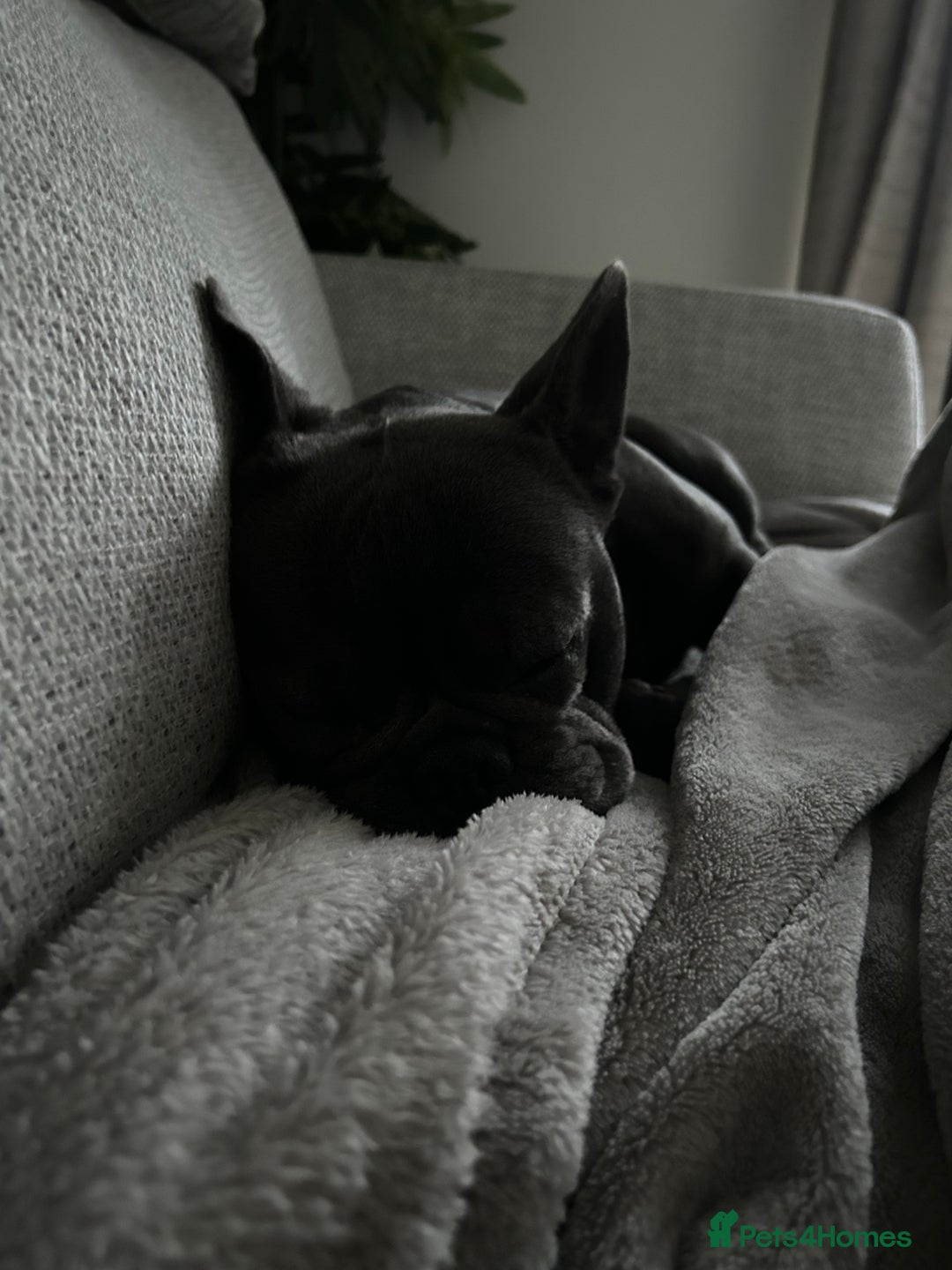 French Bulldog dogs for sale: Buddy Boy - Image 4