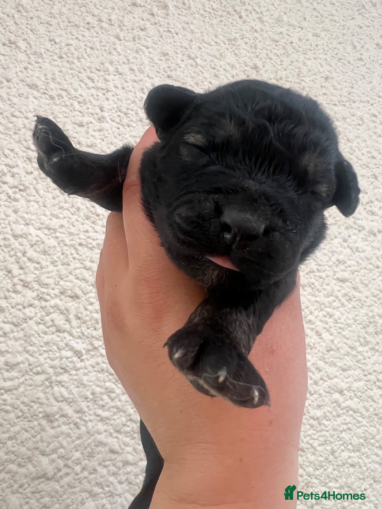 Mixed Breed dogs for sale: 7 beautiful Malkita x puppies with unique colours  - Advert 24