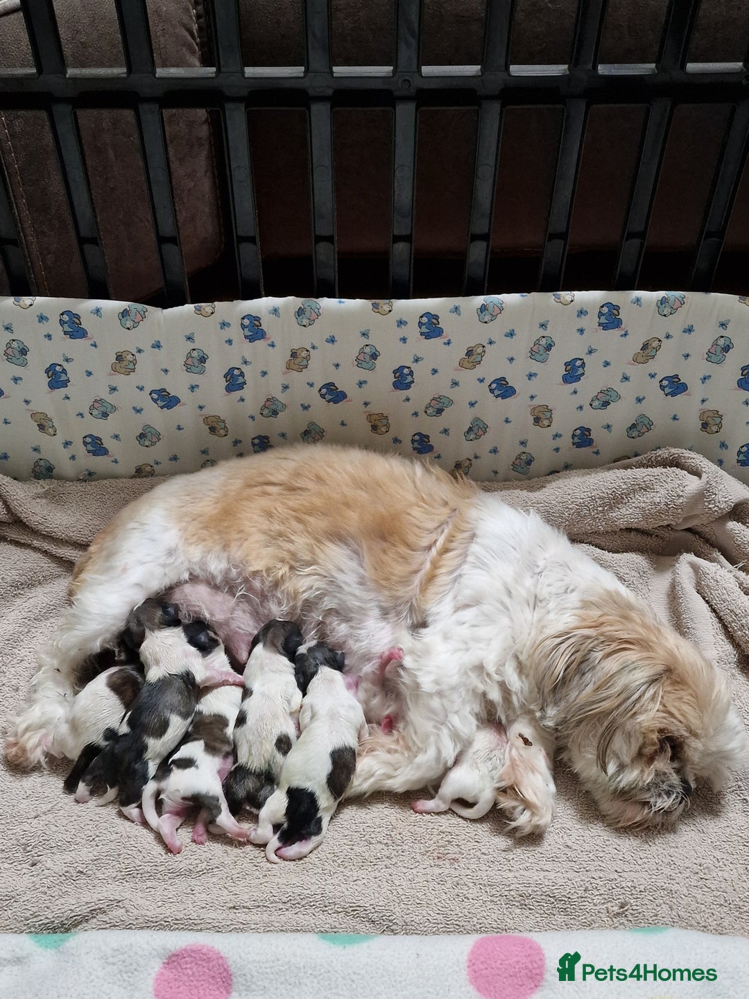 Shih Tzu dogs for sale: Meet Our Gorgeous Shih Tzu Puppies!  - Image 2