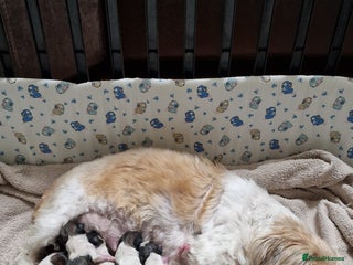 Shih Tzu dogs Meet Our Gorgeous Shih Tzu Puppies! - Advert 5